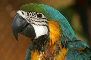 Bird Park Owners Cope With Anti Bird Flu Measures