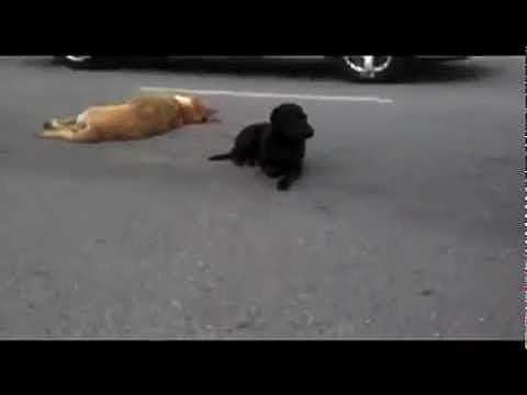 Black Lab stays by fallen friend Black Lab stays by fallen friend
