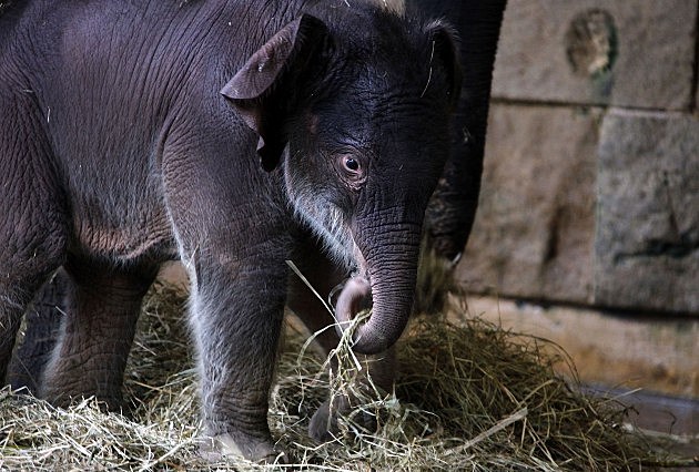 Newborn Baby Elephant In Berlin Newborn Baby Elephant In Berlin