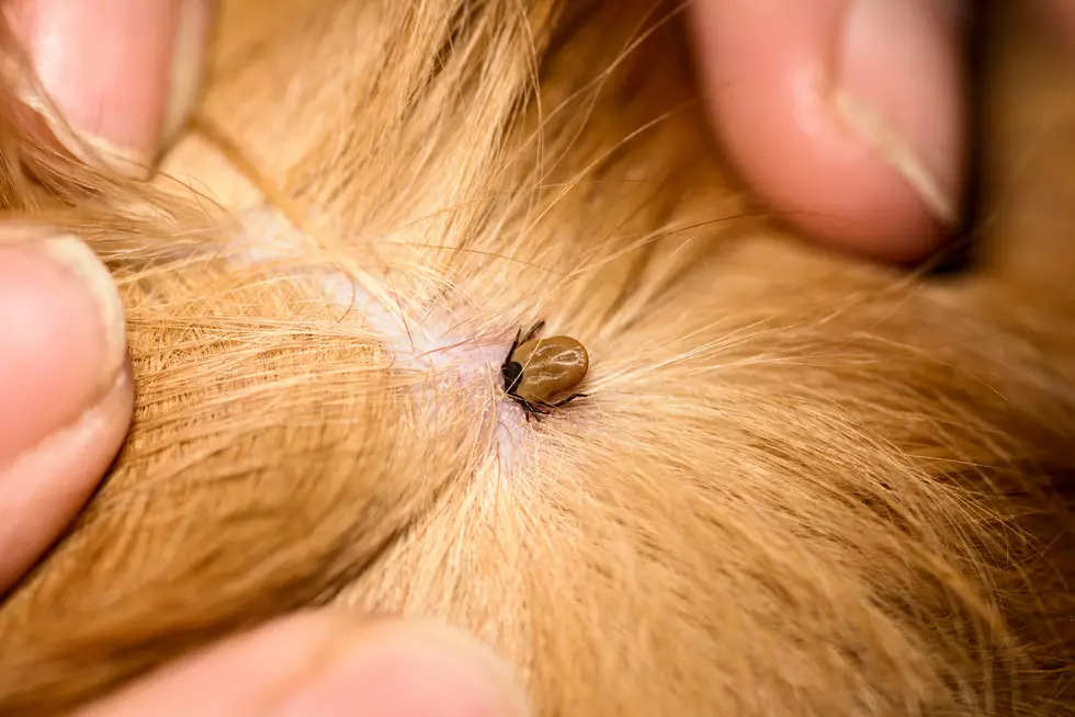 Michigan Ticks Are Going to Be Brutal This Year