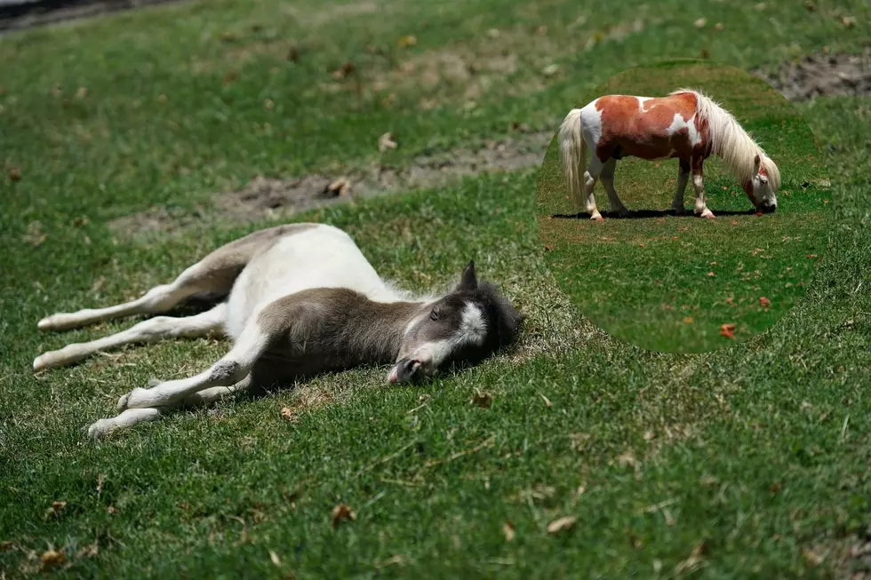 Two Mini Horses Euthanized in Mid-Michigan After Violent Dog Attack