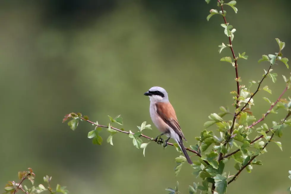 Learn About Migrating Birds Tomorrow at For Mar