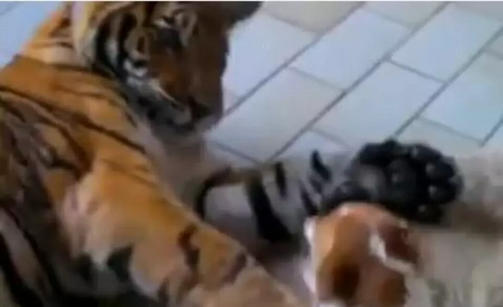 Puppy vs Tiger [VIDEO]