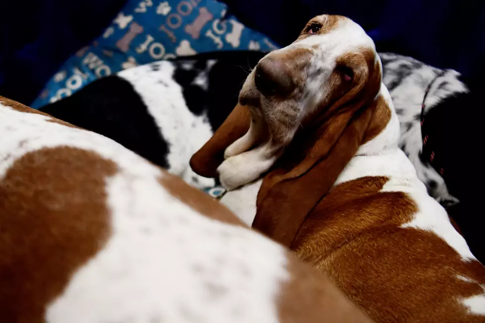 Hill’s Pet Dog Food Recall: Here’s the List. Take It Seriously.
