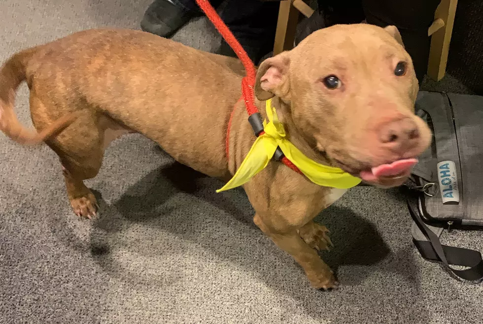Miss Maya Is Up For Adoption at Genesee Co. Animal Control