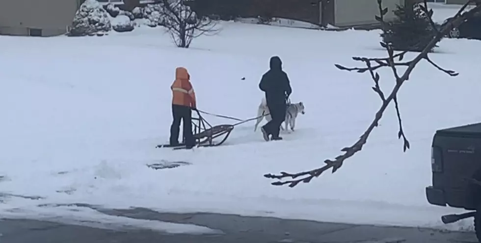 People are Sledding With Their Huskies Because Michigan