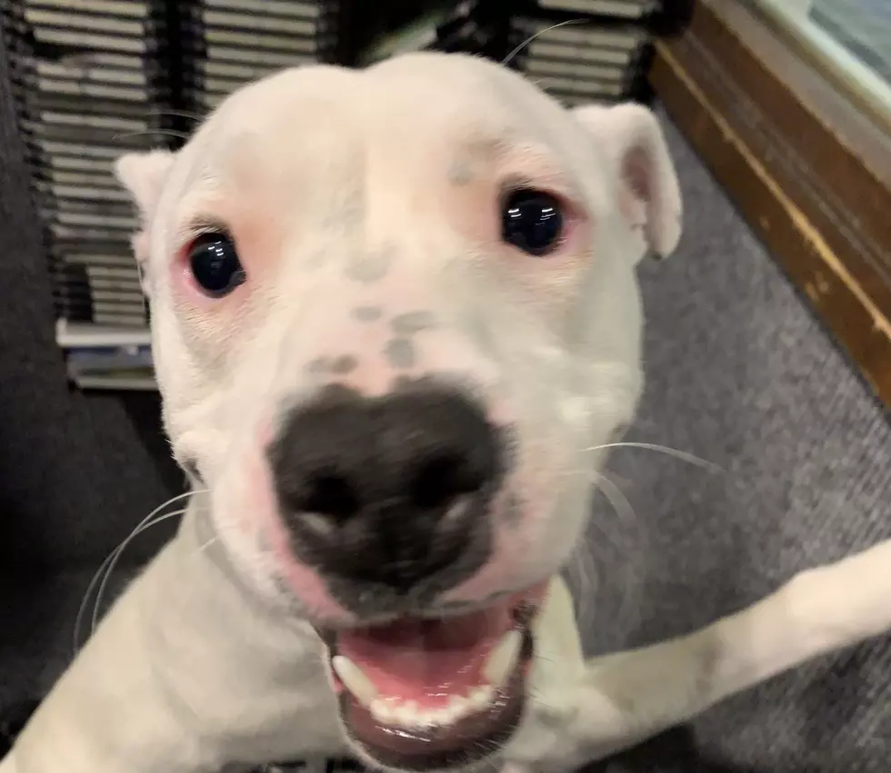 Meet Nola! AJ’s Animals for Monday, February 10th