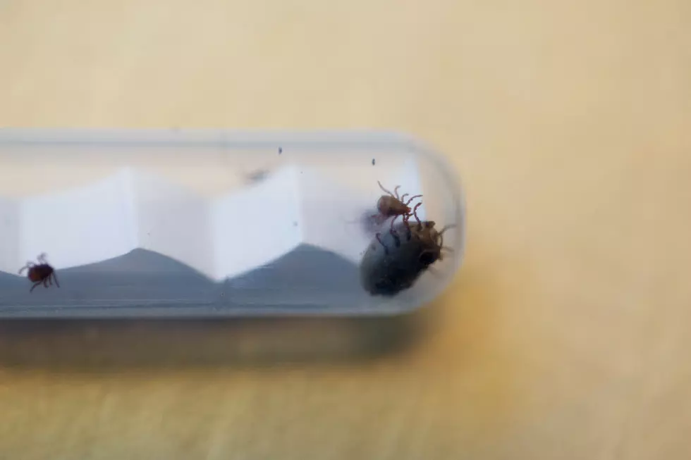 Michigan On Track for a Really, REALLY Bad Tick Season