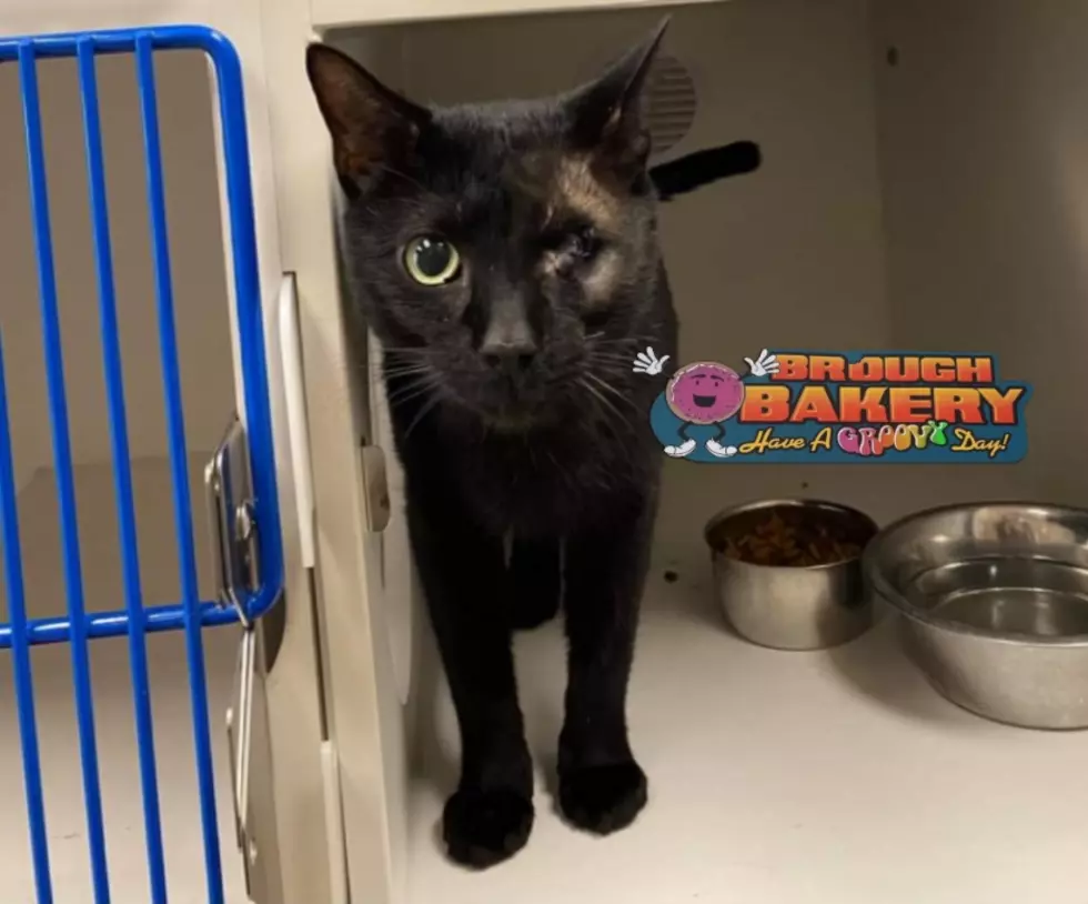 AJ’s Animals: Meet One-Eyed Balthazar at Genesee Co. Animal Control!