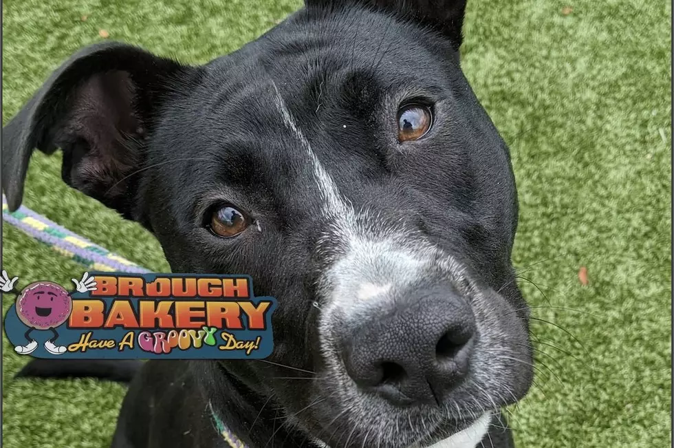 AJ’s Animals: Meet Cleo at Genesee County Animal Control