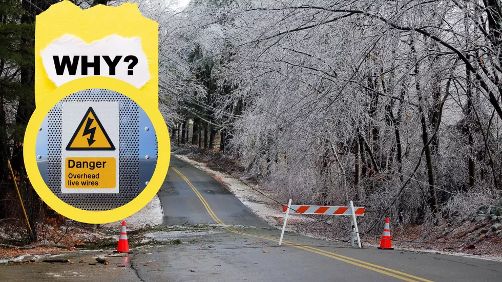 Hi, We’re the Problem: Stop Planting Trees Under Michigan Power Lines