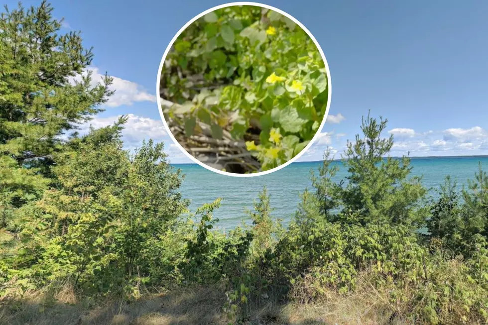 See Why a Beautiful Wildflower in Michigan Grows in Just One Place