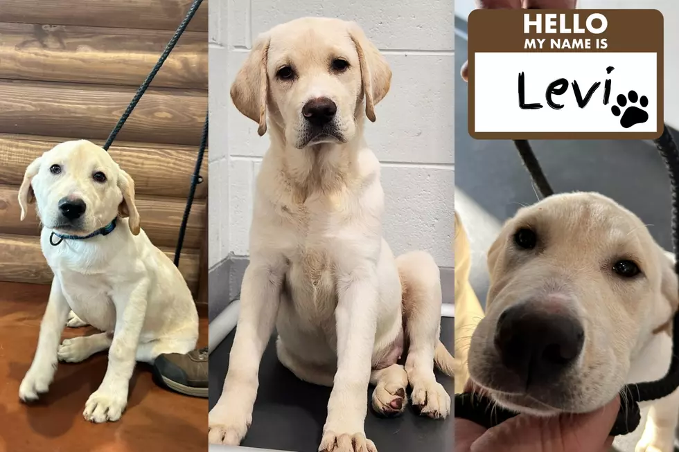 Cars 108 and Ugly Dog Present ‘Levi’ to Our ‘Pup to Pal’ Winner