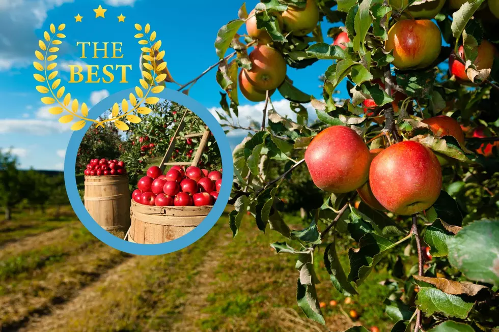 Rogers City Family Apple Orchard Named One of the Best in U.S.