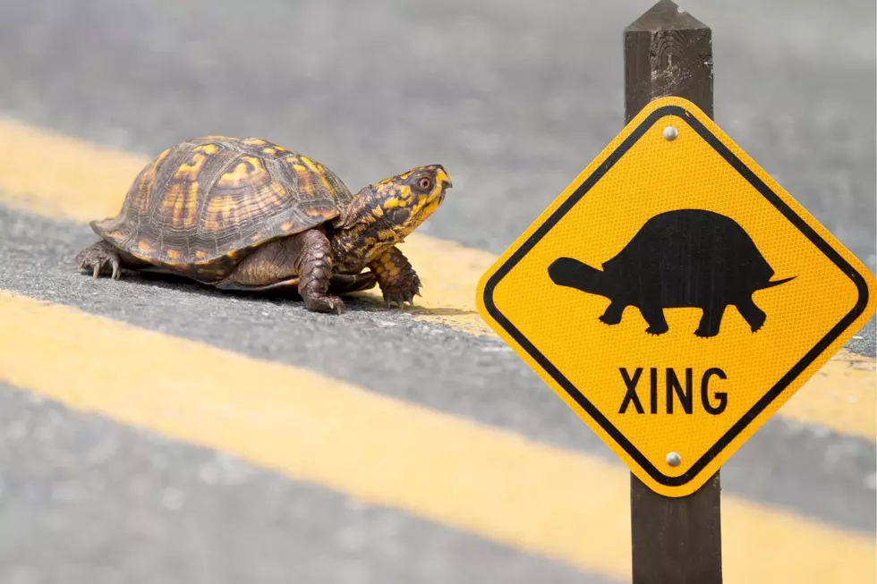 Alert: Officials Warn Michigan Drivers To Look Out For Turtles