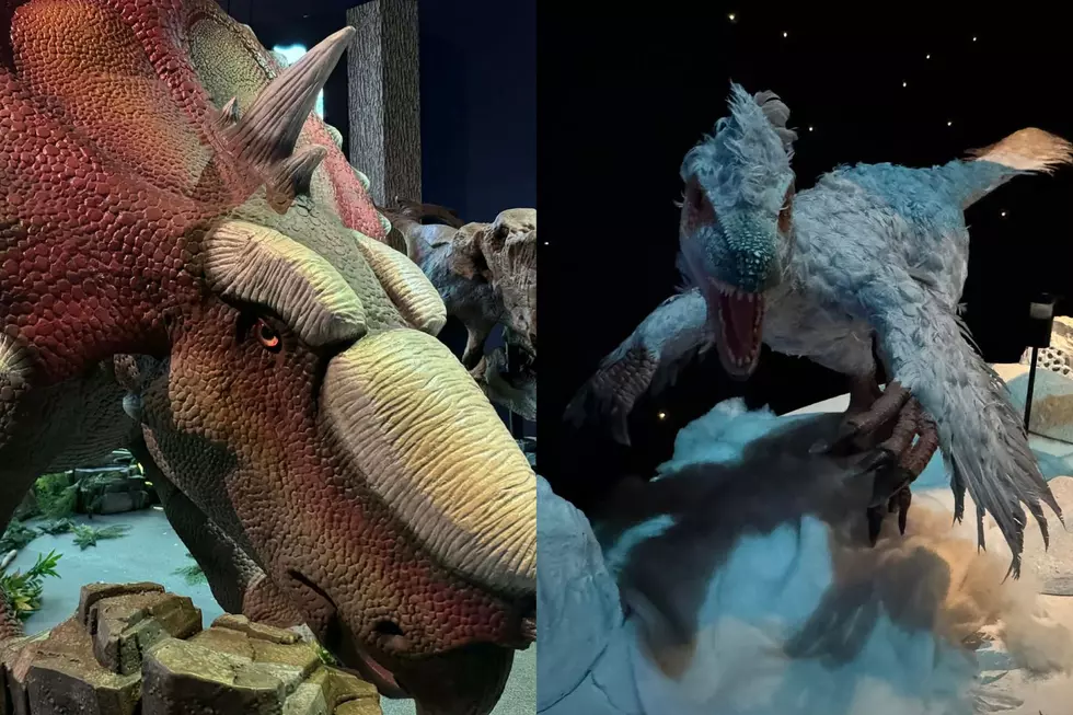 Dinosaurs Thrived in the Arctic and You Can Now See Proof in Flint