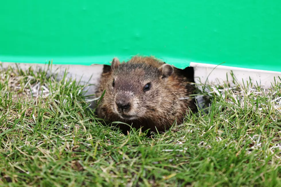 Michigan’s Woody and Punxsutawney Phil Agree: Six More Weeks of Winter Ahead